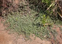 Image result for Nelsonia