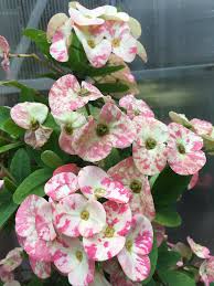 Image result for Euphorbia unicornis