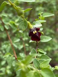 Image result for Tinnea apiculata