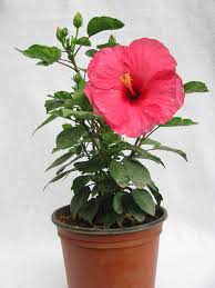 Plants flowers hibiscus flowers garden landscaping love flowers hibiscus flower decorations garden of earthly delights tropical plants. Plantszzz Hibiscus Any Color Plant