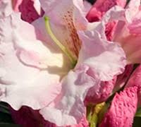 This includes shade during portions of. Southern Living Plant Collection Buy Plants Online Gardener Direct