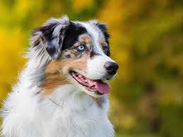 Mar 19, 2019 · despite its name, the doberman australian shepherd mix originated in the western united. 15 Best Australian Shepherd Mix Breeds
