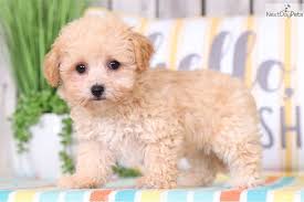 Check spelling or type a new query. Maltipoo Puppies For Sale Columbus Ohio Novocom Top