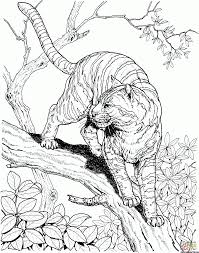 Tiger Ausmalbilder Jungle Coloring Pages Animal Coloring Pages Detailed Coloring Pages