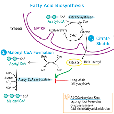 Image result for Fatty Acid