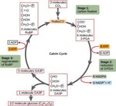 Calvin Cycle Light Independent Reactions Photosynthesis Biology Lessons