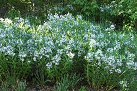Image result for Neobolusia ciliata