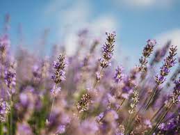 After discovering old fractures in her skull, a photographer recovering from amnesia becomes. 4 Benefits And Uses Of Lavender Tea And Extracts