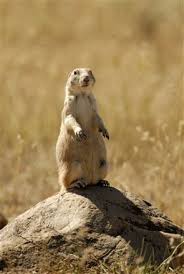 Multimedia Gallery Prairie Dog Town Prairie Dog Badlands South Dakota