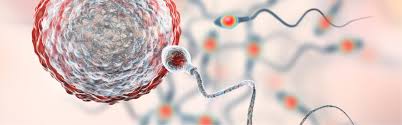 Iui Cost How Much Does An Artificial Insemination Really Cost