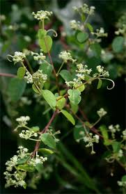 Image result for Helinus