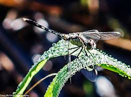 Macro - Dragonfly Taken in early morning natural light where the ...