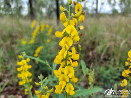 Image result for Crotalaria rhodesiae