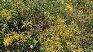 Image result for Galium verum
