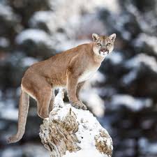 Do not give up the cougar and meadow dog, marmot or monkey. Fertil Carnicero Atributo Puma Animal Fotos Embajada Grieta Perseo
