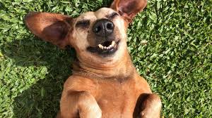 We have over 100 cute, funny, and famous options for girls and boys. 87 Funny Names For Dogs