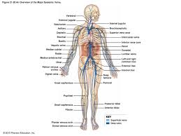 High, normal and low blood pressure are. Chapter 21 Blood Vessels Circulation Ppt Download