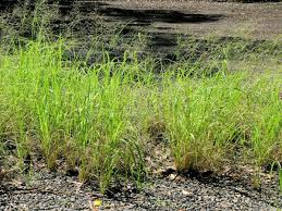 Image result for Eragrostis patula