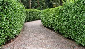 You can select a plant. English Cherry Laurel Best Privacy Hedges Line A Driveway With A Tall Privacy Hedge For A Dram Fast Growing Hedge Privacy Hedge Privacy Hedges Fast Growing