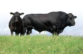 They have excellent carcass traits like ribeye and tenderness. Evaluation Of Aberdeen Angus Cattle Karpaten Meat