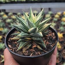 Image result for Haworthia limifolia