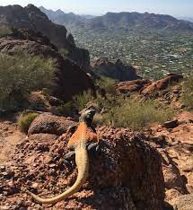 The routes in camelback mountain are fun and convenient but can be seriously be especially careful not to disturb or climb near bees; Hiking Near Phoenix Az Camelback Mountain Getoutandgo Day 29