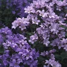 Campanula Lactiflora Prichard S Variety Seeds Milky Bellflower Prichard S Variety Campanula Flower Garden Plans Bellflower