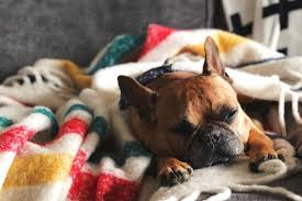 Lady gaga's two french bulldogs, which were stolen by thieves who allegedly shot and wounded the dogwalker, were recovered unharmed, los angeles police said friday. Lady Who Returned The Stolen Lady Gaga Dogs Was In On Scam