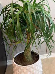 The ponytail palm or beaucarnea recurvata is an elegant, curious and beautiful houseplant. Help New Plant Mom What S Wrong With My Ponytail Palm Too Much Or Not Enough Water Plants