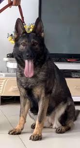 We did not find results for: Yasoob äºšè‹ Grey Wolf German Shepard Breeder Home Facebook