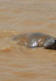 Human activity has driven many species of shark into decline. Time To Scale Up Freshwater Conservation Action Iucn Sos