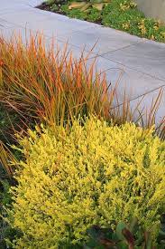 Check spelling or type a new query. Coleonema Pulchrum Sunset Gold With Libertia Peregrinans Drought Resistant Landscaping Front Landscaping Landscaping A Slope