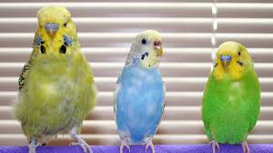 your budgies age budgieplace