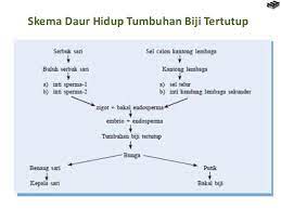 Reproduksi tumbuhan angiospermae ppt download. Bab 7 Tumbuhan