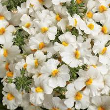 Image result for Nemesia