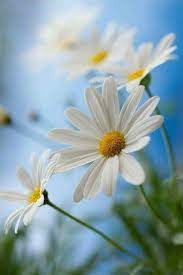 All White Flowers Are Beautiful And With Meanings Of Their Own So Which Do You Prefer Beautiful White Beautiful Flowers White Flowers Flowers Photography