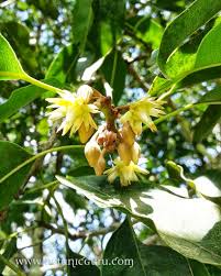 Image result for Mimusops obtusifolia