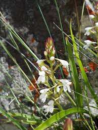Image result for Disa saxicola