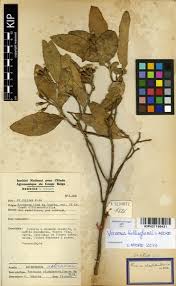 Image result for Vernonia bellinghamii