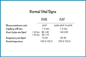 Elizabeth benson created paws into grace for in home pet euthanasia because she believes pet parents prefer to have those final moments be in the comfort of home. How To Prepare For A Veterinary Emergency Veterinary Tech Vet Medicine Vet Tech School
