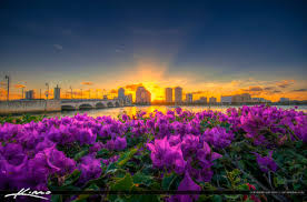 Birthday, love and romance, sympathy, get well, congratulations West Palm Beach Skyline Sunset And Purple Flowers Hdr Photography By Captain Kimo