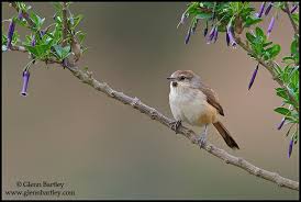 Glenn Bartley Nature Photography