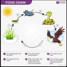 Draw a block diagram to show the flow of energy in an ecosystem. Ecosystem Structure Functions And Types Of Ecosystem