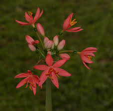 Image result for Scadoxus pole-evansii