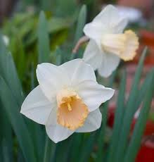 Pin On Fall Planted Flowering Bulbs