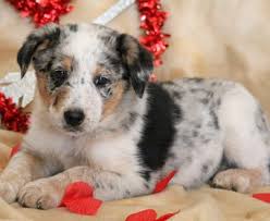 Pricing and information on j bar t puppies: Australian Shepherd Mix Puppies For Sale Puppy Adoption Keystone Puppies