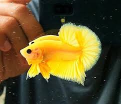 Cupang yellow ialah cupang satu warna yaitu kuning. Yellow Base Original Ikan Cupang Binatang Hewan