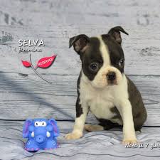 Питомник premjer boston питомник moskovskiy sharm boston самые лучшие щеночки ждут своих хозяев. Boston Terrier Dell Argine Blu Allevamento In Milano