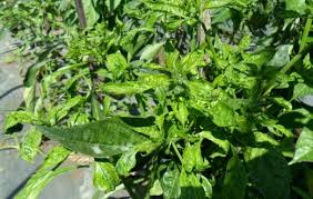 Maybe you would like to learn more about one of these? Penyakit Pada Tanaman Cabai Hama Obat Layu Dan Kutu Daun
