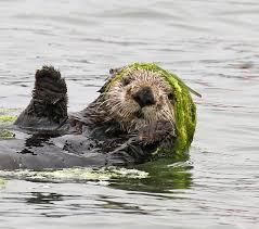 Fashionista Sea Otter Can Pull Off A Kelp Hat June 2 2018 Sea Otter Otters Baby Sea Otters